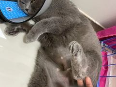 -瑞鹏宠物医院·骨科·猫科·内科(第一中心)