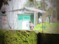 -中国宜宾·长江地标广场