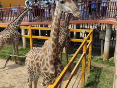 -西霞口神雕山野生动物世界