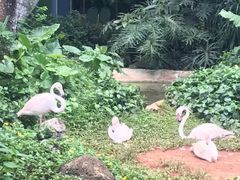 -海南热带野生动植物园