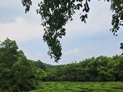 -大屏嶂森林公园