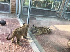 -西霞口神雕山野生动物世界