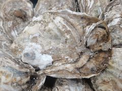 蒸蚝妖精-蚝专家(北滘店)