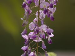 -上海滨江森林公园