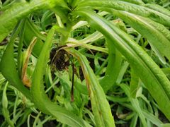 -上海多利农业发展有限公司