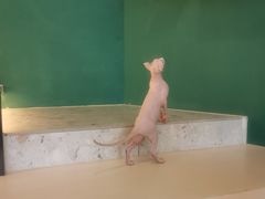 -飞行喵MR PILOT|猫舍·猫咖(静安大融城店)