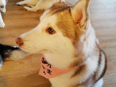 -Husky Go! 哈士奇体验馆·宠物咖啡厅狗咖