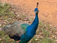 -云南野生动物园