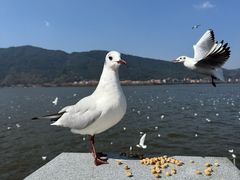 -海埂大坝