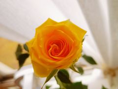 -双季花艺园艺市场(浦东店)