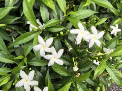 -东莞植物园