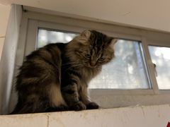 -李小姐の猫咖啡馆(五角场店)