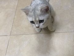 -艾贝尔宠物医院·狂犬免疫点(江山金象城店)
