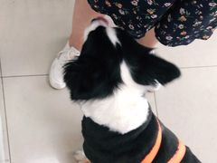 -申普宠物医院·眼科·心内科·影像科(普陀分院)