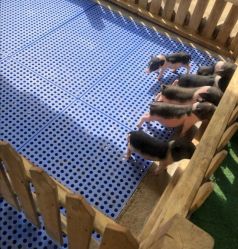 -萌宠亲子动物乐园(槐房万达店)