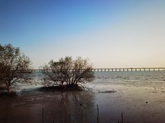 -宝安西湾红树林湿地公园