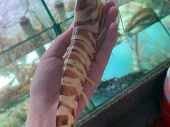 -凯华海鲜火锅·传承三十六年