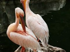 -昆明动物园