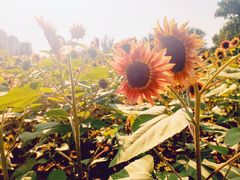 -长白岛森林公园