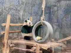 -深圳野生动物园