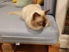 -有猫主题·治愈系猫咖(曾厝垵店)