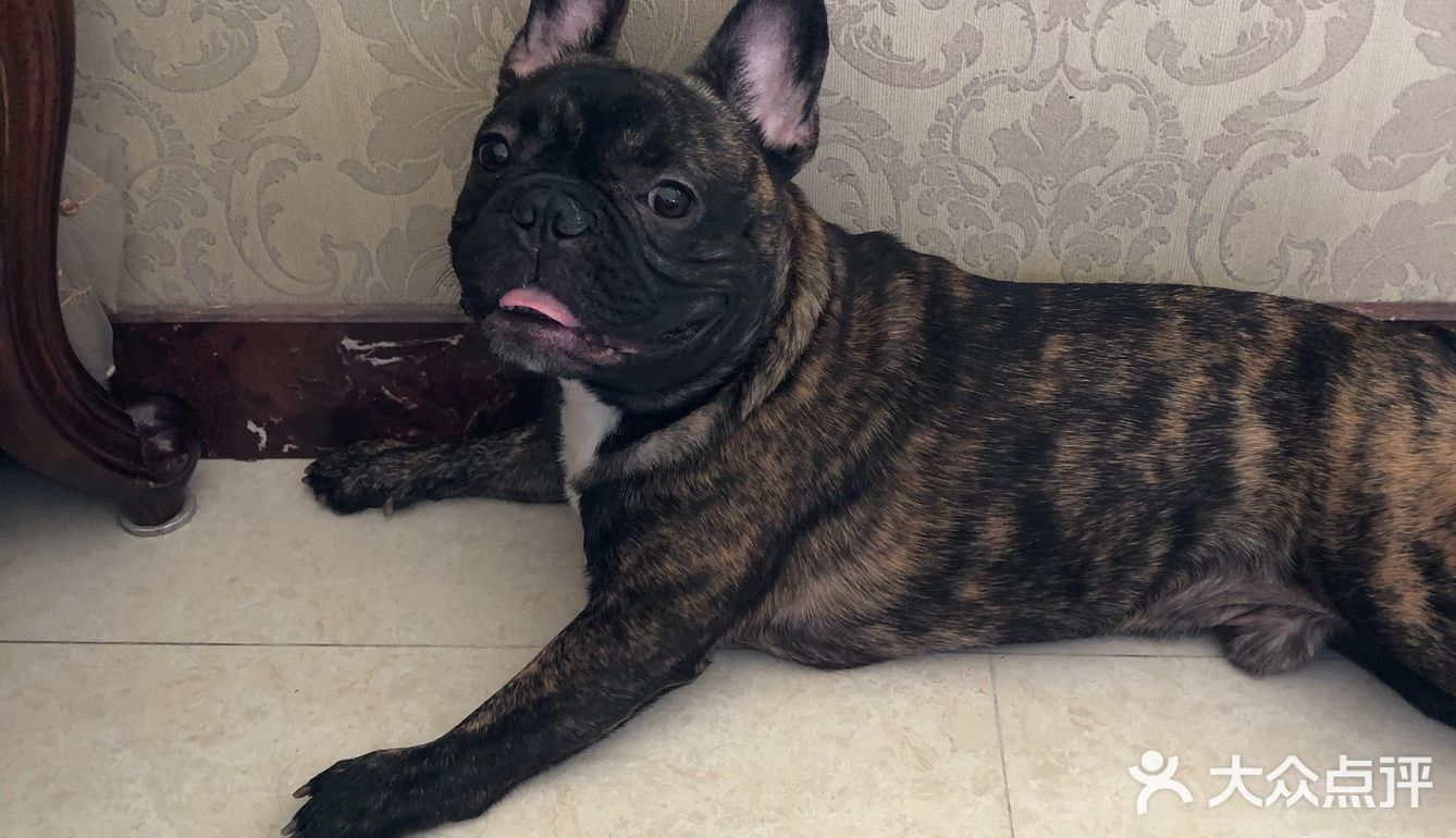 时间长看见你就跑 我家狗倒不至于看见我就跑