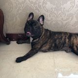 时间长看见你就跑 我家狗倒不至于看见我就跑