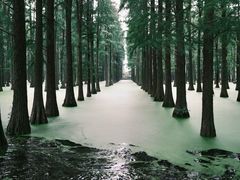 -渌洋湖湿地公园