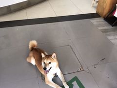 -爱侣宠医·鹦鹉专科·小型哺乳类·异宠专科(灵石路店)