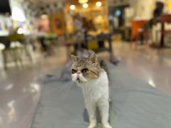 -平行世界·猫咖(首经贸店)