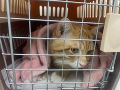 -纳吉亚猫专科动物诊疗中心(蒋宅口分院)