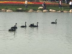 -荷兰花海
