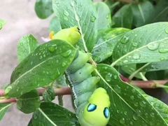 -重庆市奥林匹克体育中心-游泳跳水馆