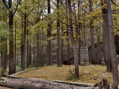 -阳台山自然风景区