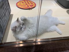 -momokira米努特·德文卷毛猫·棉花面纱犬