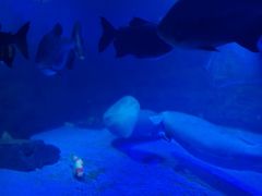 -烟台海昌鲸鲨海洋公园