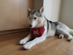 -Husky Go! 哈士奇体验馆·宠物咖啡厅狗咖