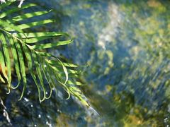 -广州白江湖森林公园