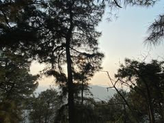 -铁山坪森林公园