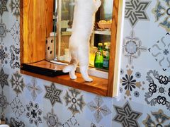 用餐区-猫小主咖啡·猫咖cat cafe(福田店)