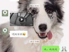 -趣玩宠物乐园寄养训犬训狗游泳池