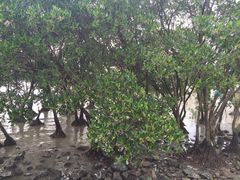 -宝安西湾红树林湿地公园