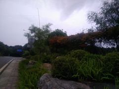 景点-铁山坪森林公园