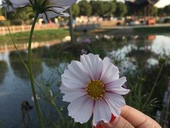 -丫丫蟹庄·苏式园林农家乐·阳澄湖大闸蟹(阳澄湖莲花岛店)