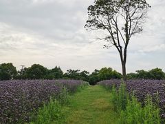 -上海杨姆庄园