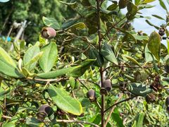 美莓农场-美莓农场