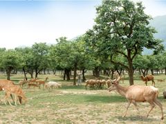 -西安秦岭野生动物园