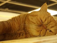 -猫和宫(六道口店)