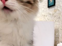-平行世界·猫咖(首经贸店)
