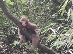 -西岭雪山大飞水景区